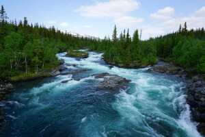 for, forest, Norway, river, stones, trees