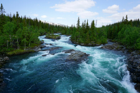 per, foresta, Norvegia, fiume, pietre, alberi