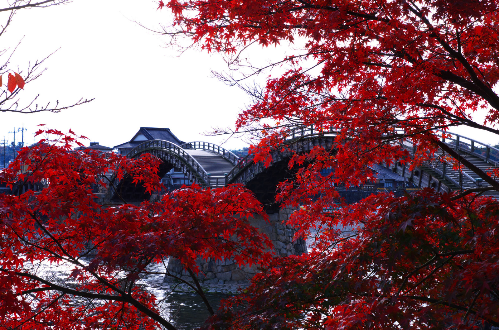 Bäume, Japan, gewölbt, Der Kintai, Kintai