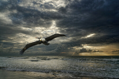 oiseau, la nature, mer