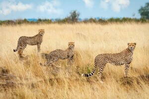 Afrika, cheeta, Savannah, Drievuldigheid, trio