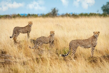 Afrika, Geparden, Savanne, Dreieinigkeit, Trio