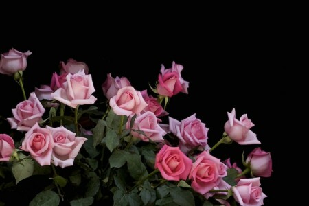 bouquet, buds, flower, pink, roses