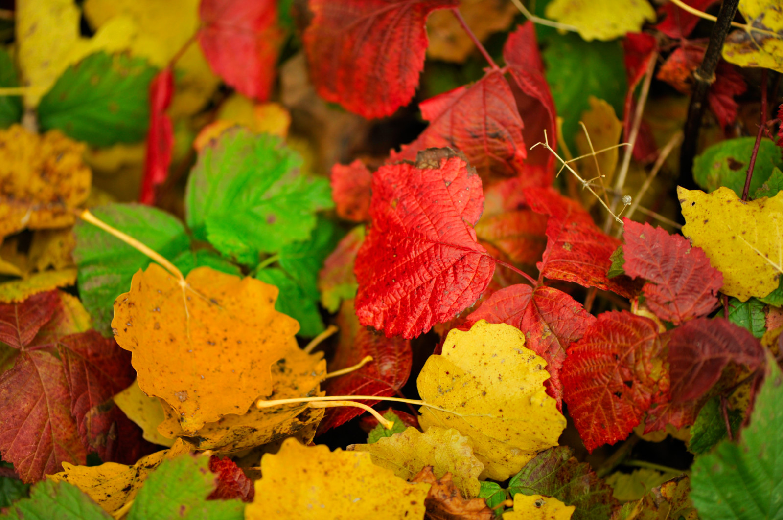 autumn, leaves, color, The crimson