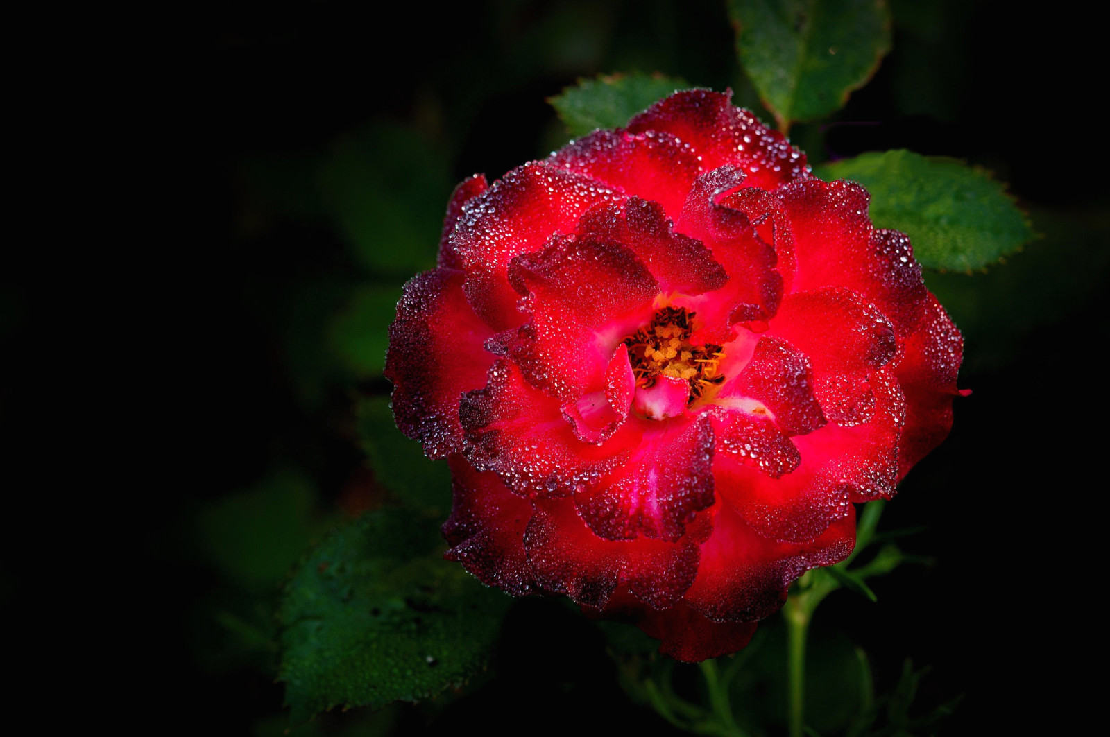 rose, leaves, Bush, drops, petals, Rosa