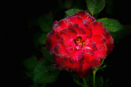 Buisson, gouttes, feuilles, pétales, Rosa, Rose