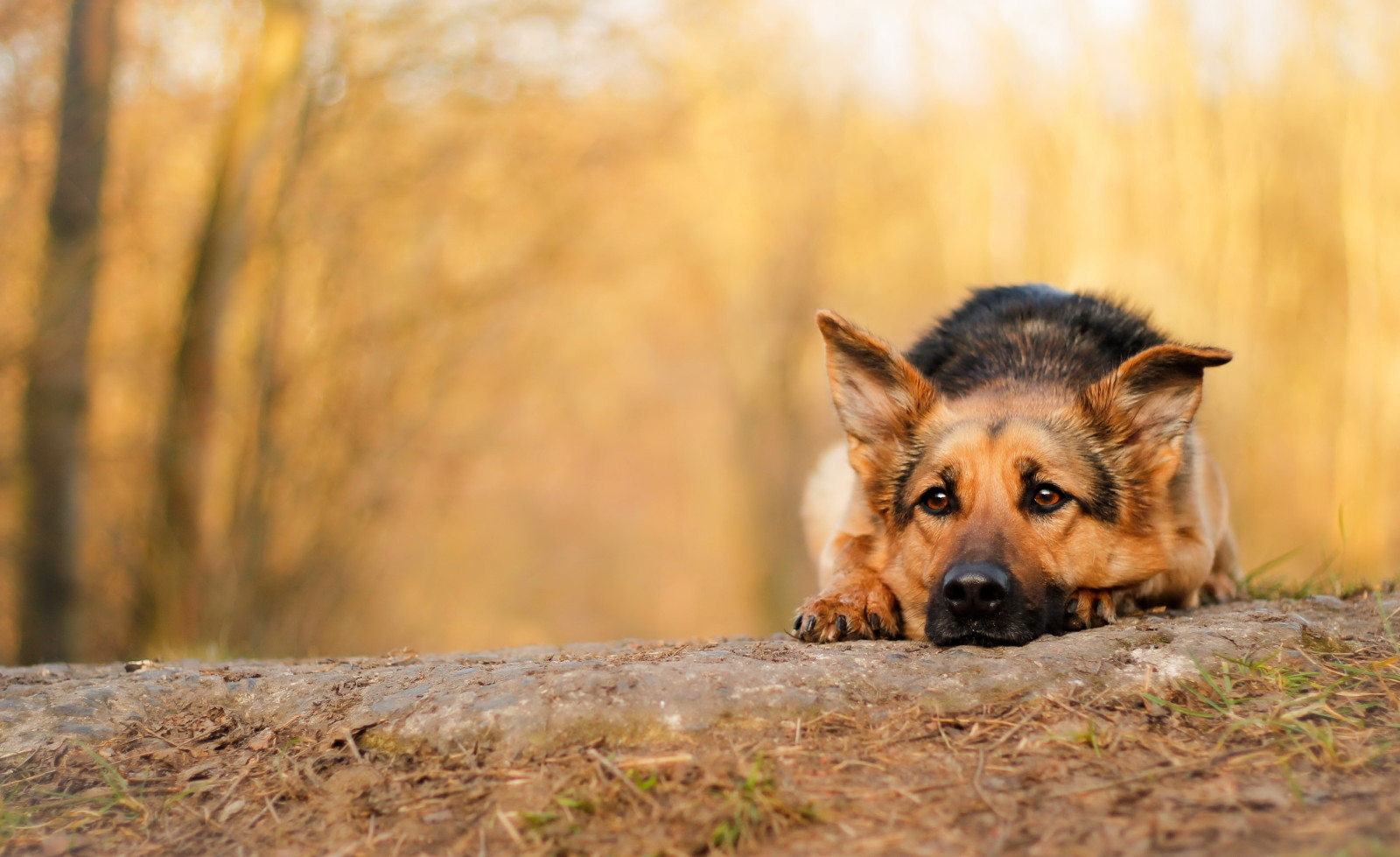 herfst, kijken, hond, elk