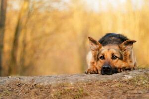 sonbahar, köpek, her biri, bak