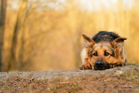 Herbst, Hund, jeder, aussehen