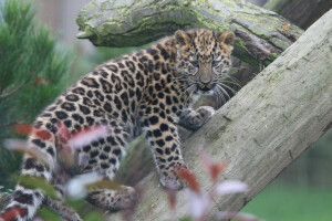 mláďa, mačiatko, leopard, log, Leopard Amur