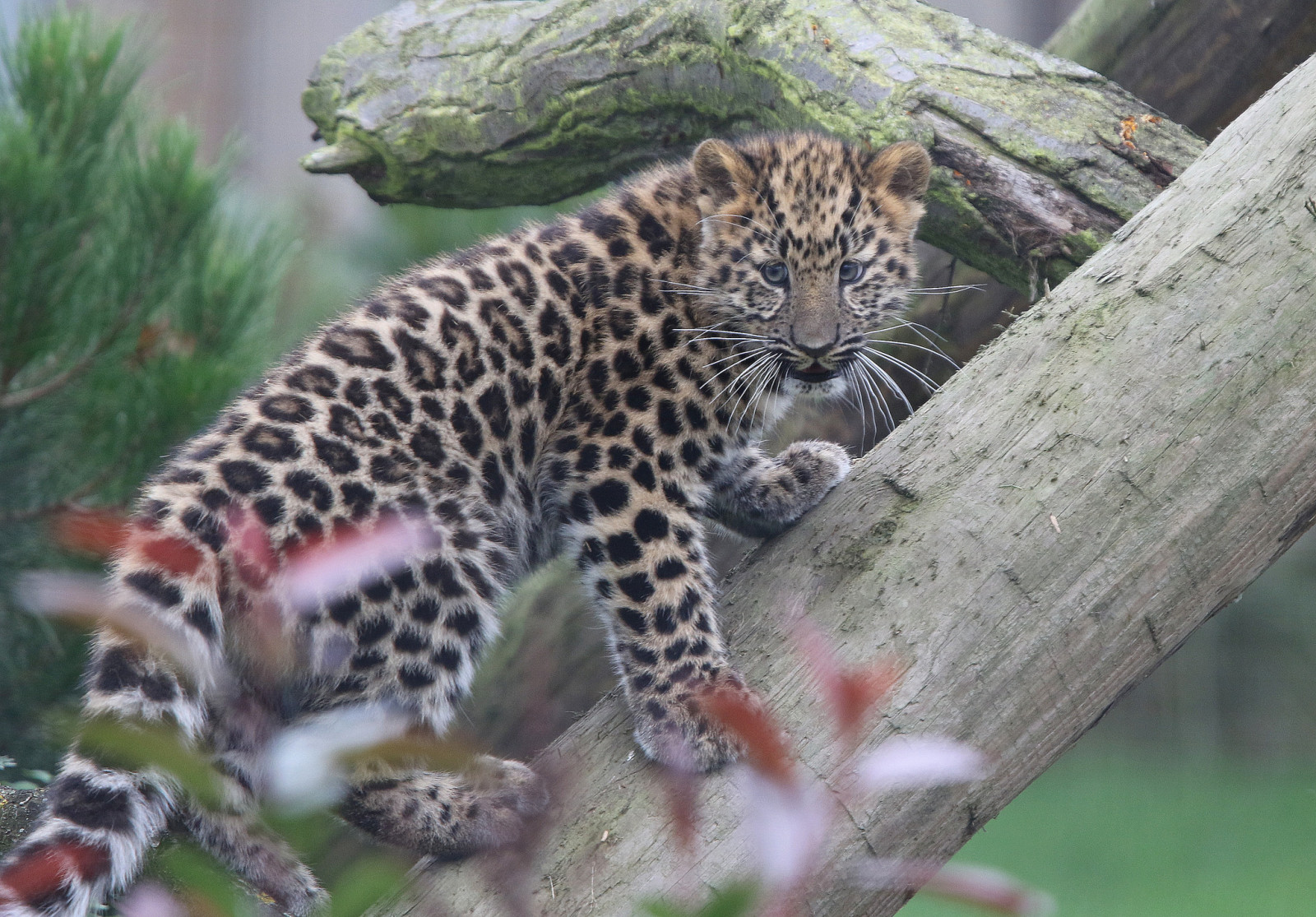 Jungtier, Kitty, Log, Leopard, Der Amur-Leopard