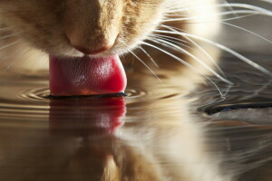 fundo, gato, macro