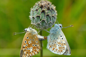 BORBOLETA, flor, traça, plantar