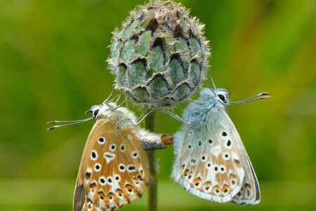 PAPILLON, fleur, papillon de nuit, plante