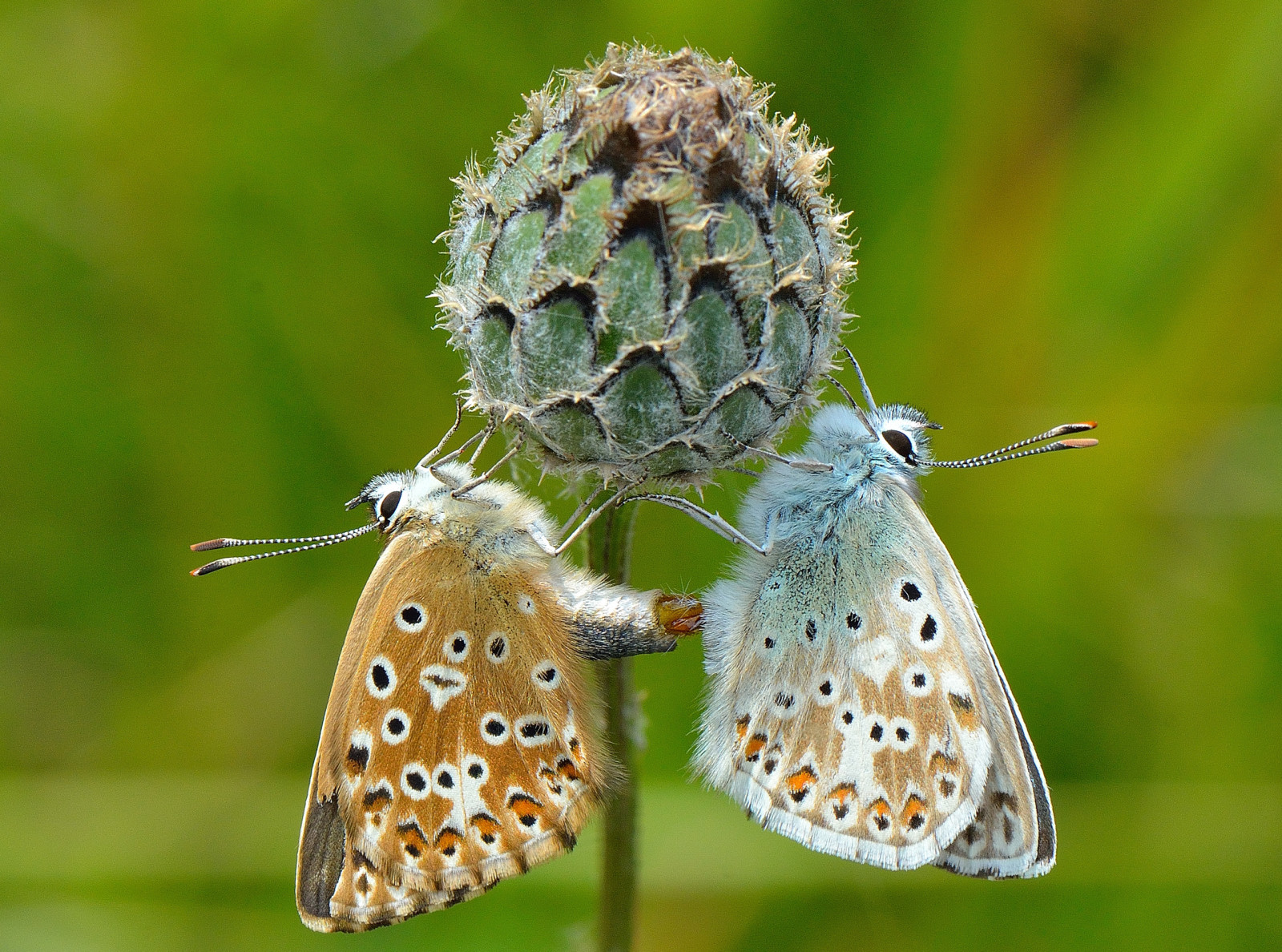 BUTTERFLY, plant, flower, moth