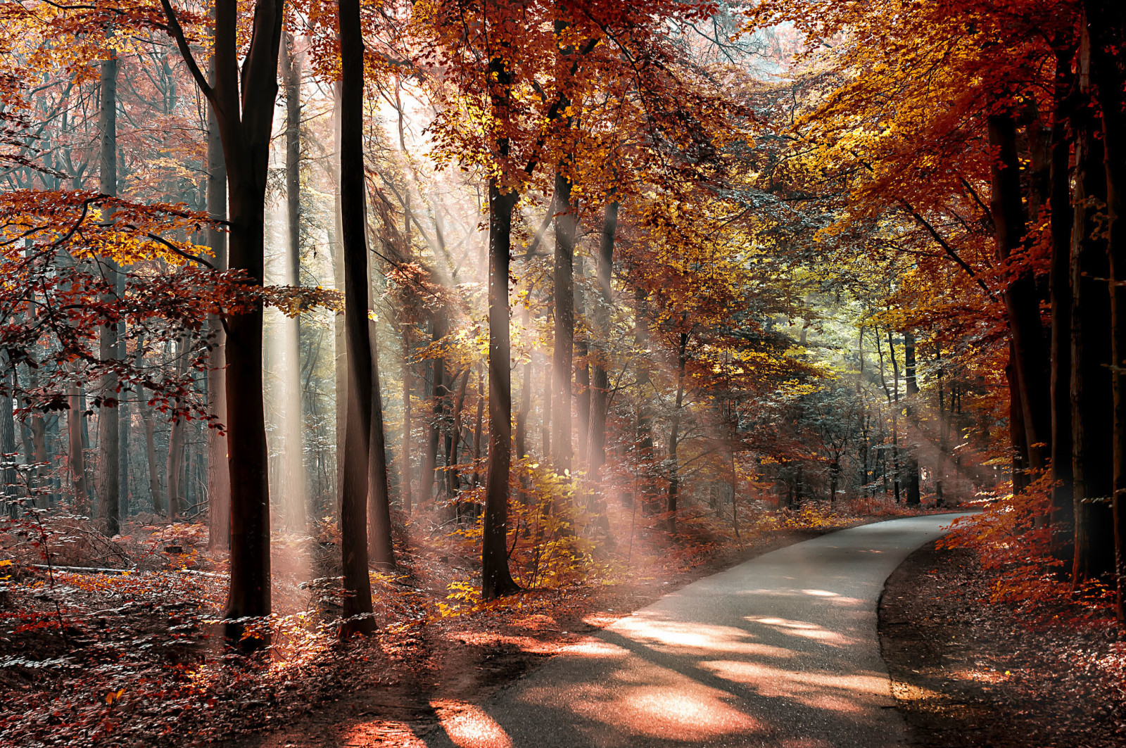 herfst, Woud, Park, bomen, bladeren, de zon, schaduwen, de weg