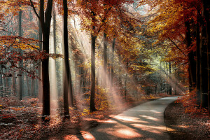 autumn, forest, leaves, Park, shadows, the sun, the way, trees