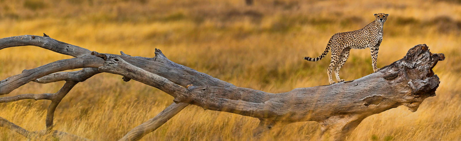 Baum, Gras, Savanne, Afrika, Gepard