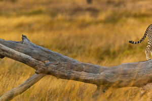 Afrika, Jachtluipaard, gras, Savannah, boom