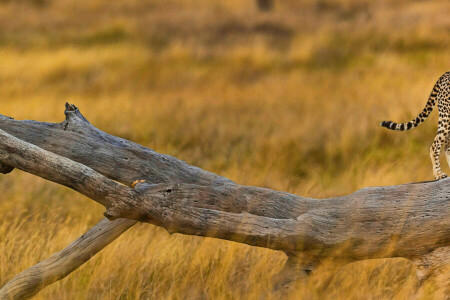 Afrika, Gepard, Gras, Savanne, Baum