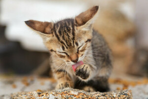 kat, Koshak, taal, poot, om schoon te maken, Kater