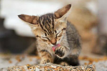 gato, Koshak, língua, pata, limpar, Tomcat