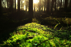 branches, forest, moss, the edge, the sun, thicket, trunks