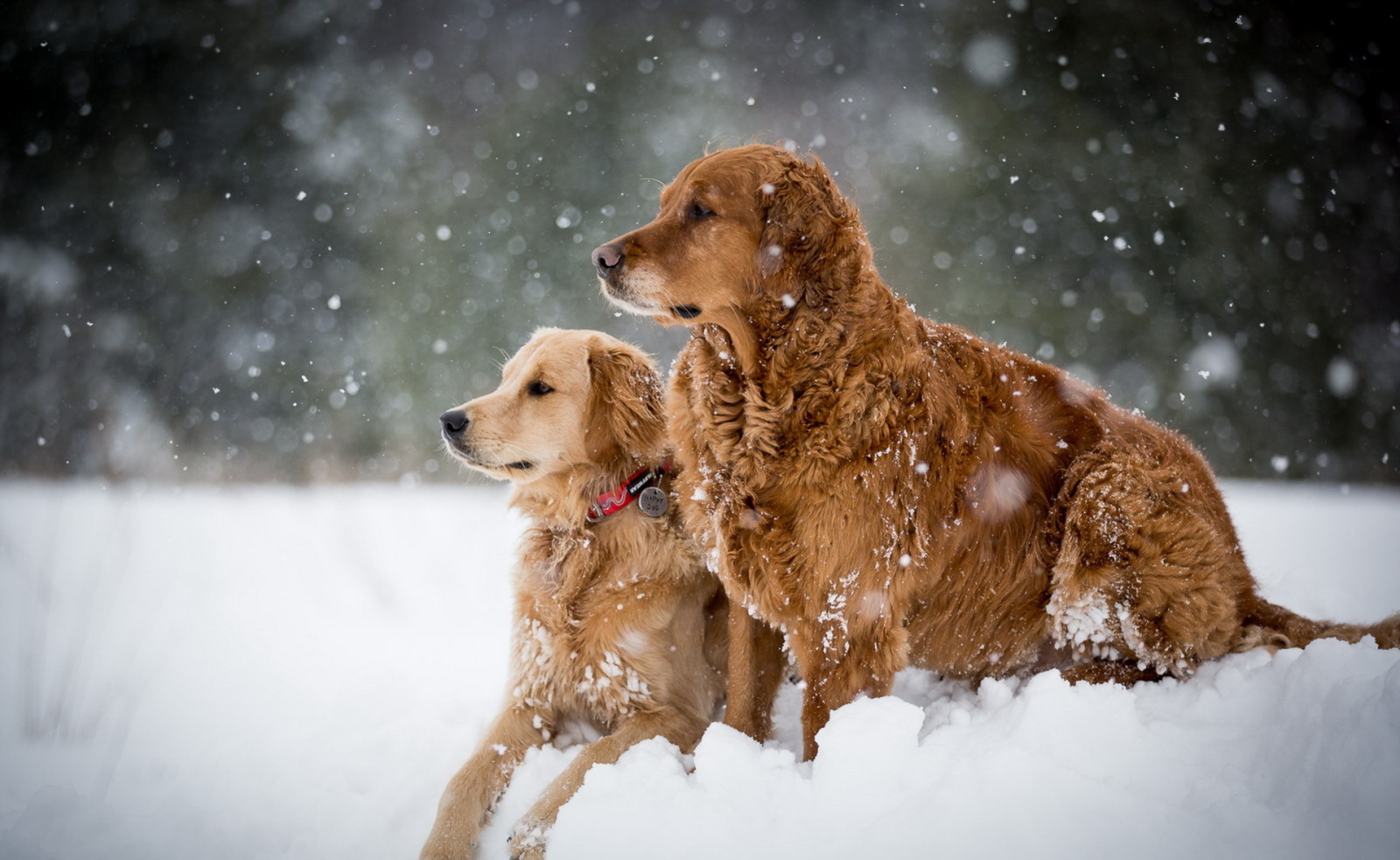 neige, hiver, chiens