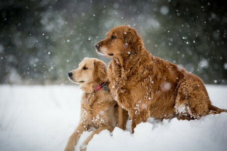 hunde, sne, vinter