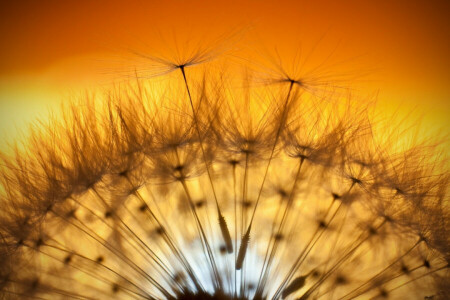 paardebloem, pluis, meeldraden