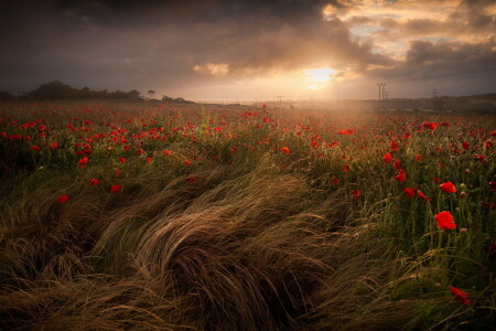 field, Maki, night