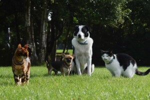 katten, Chihuahua, honden, gras, groenten, gazon, Park, Huisdieren