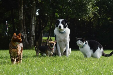 chats, Chihuahua, chiens, herbe, légumes verts, pelouse, parc, Animaux domestiques