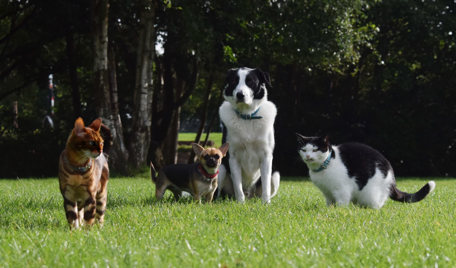 græs, Parkere, border collie, sommer, træer, greens, katte, græsplæne