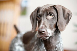 hund, varje, se