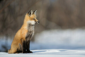 Renard, neige