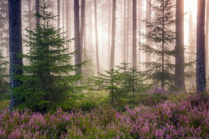 bosque, naturaleza, arboles