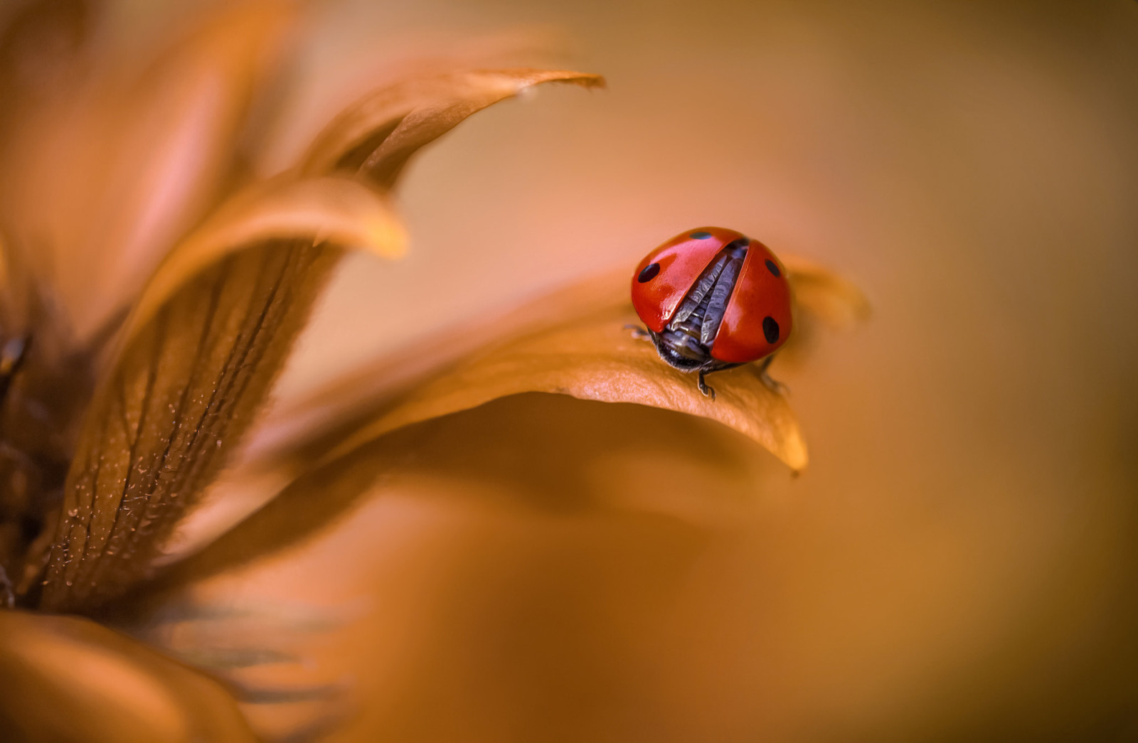 la nature, macro, feuille, coccinelle