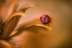 coccinella, macro, natura, foglio