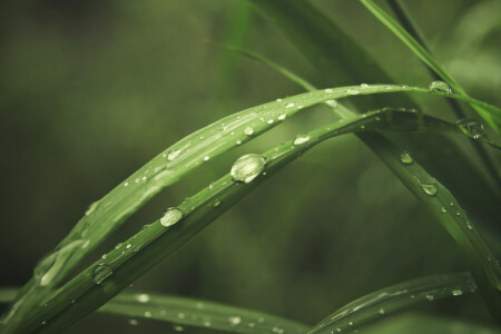 gotas, césped, verduras, macro, Rosa