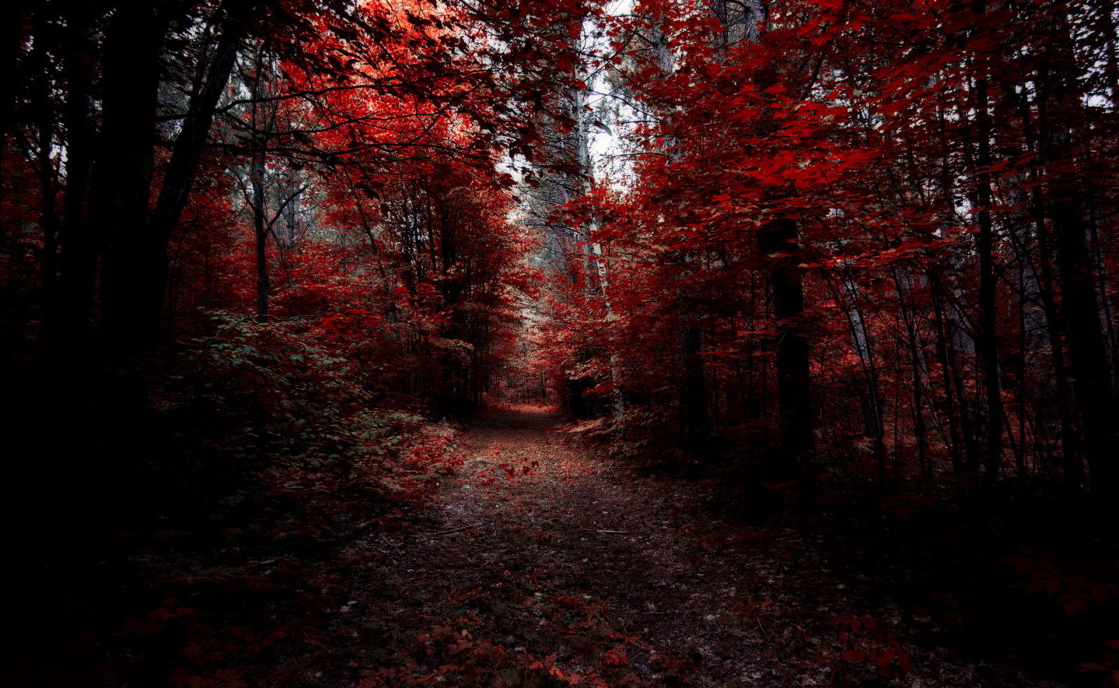 l'automne, forêt, la nature