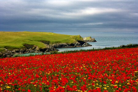 kamille, klippen, kust, veld-, bloemen, Maki, rood, zee