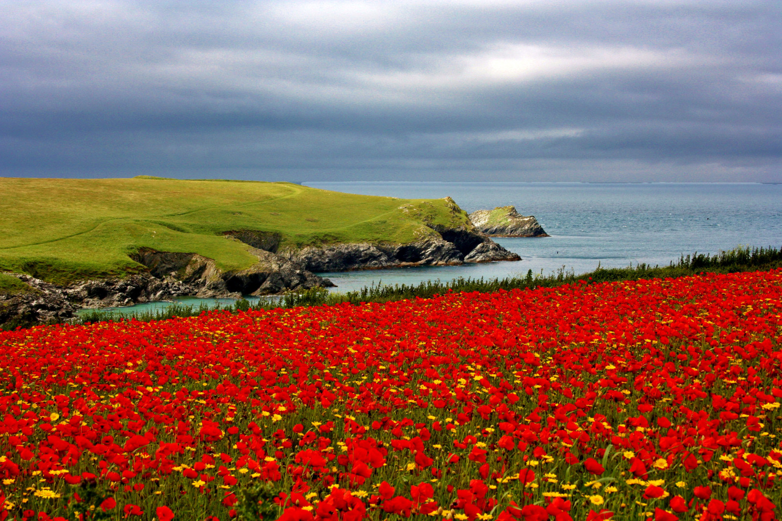 red, stones, sea, field, flowers, coast, Maki, chamomile