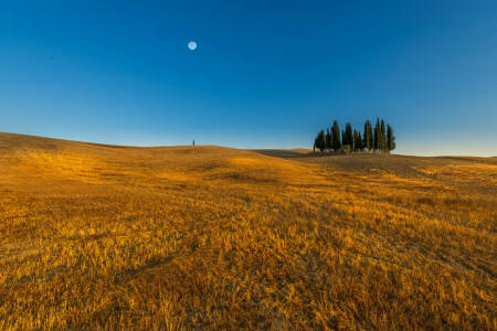 blue sky, farm, field, horizon, line, The moon, trees