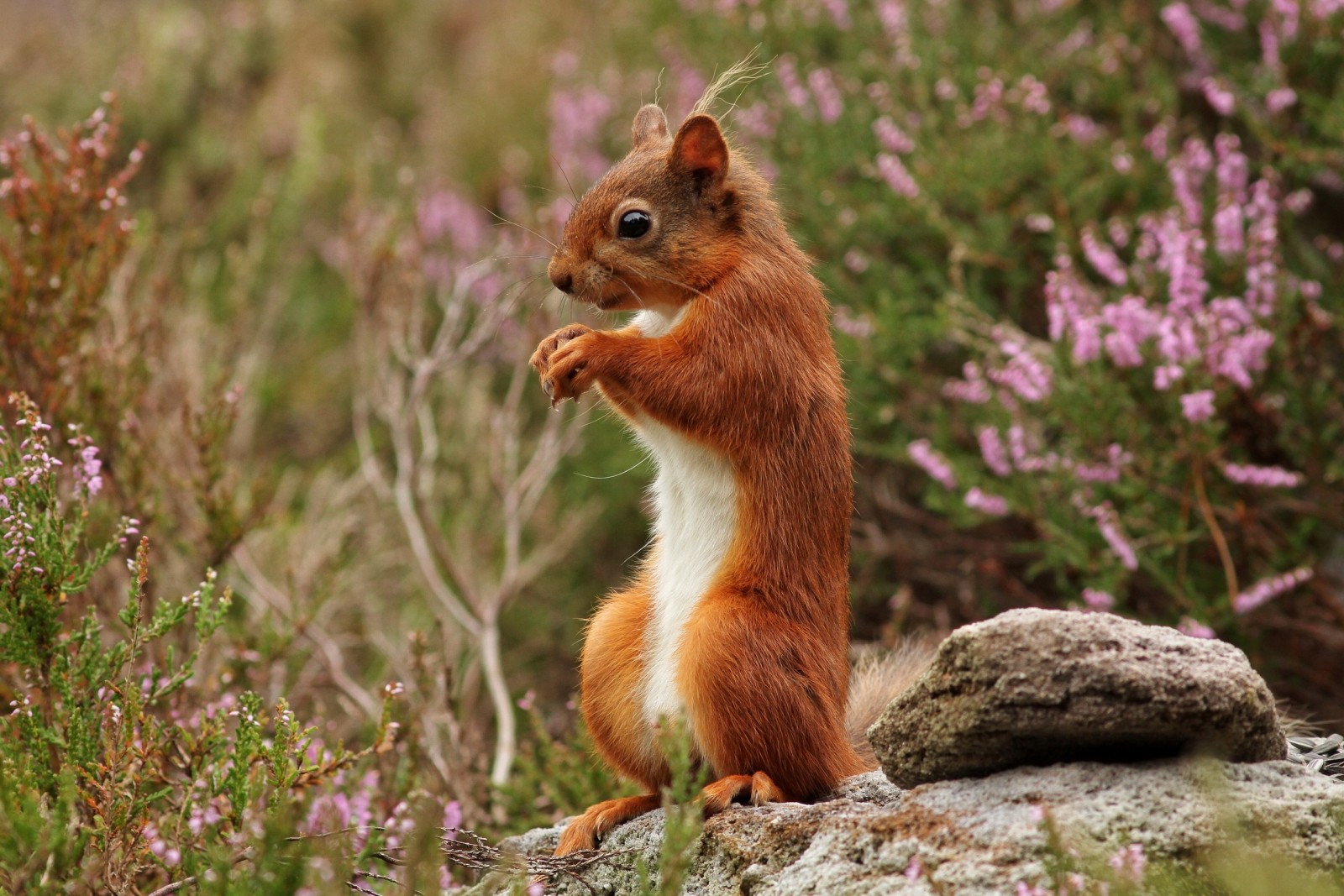 red, stand, stone, Heather, protein