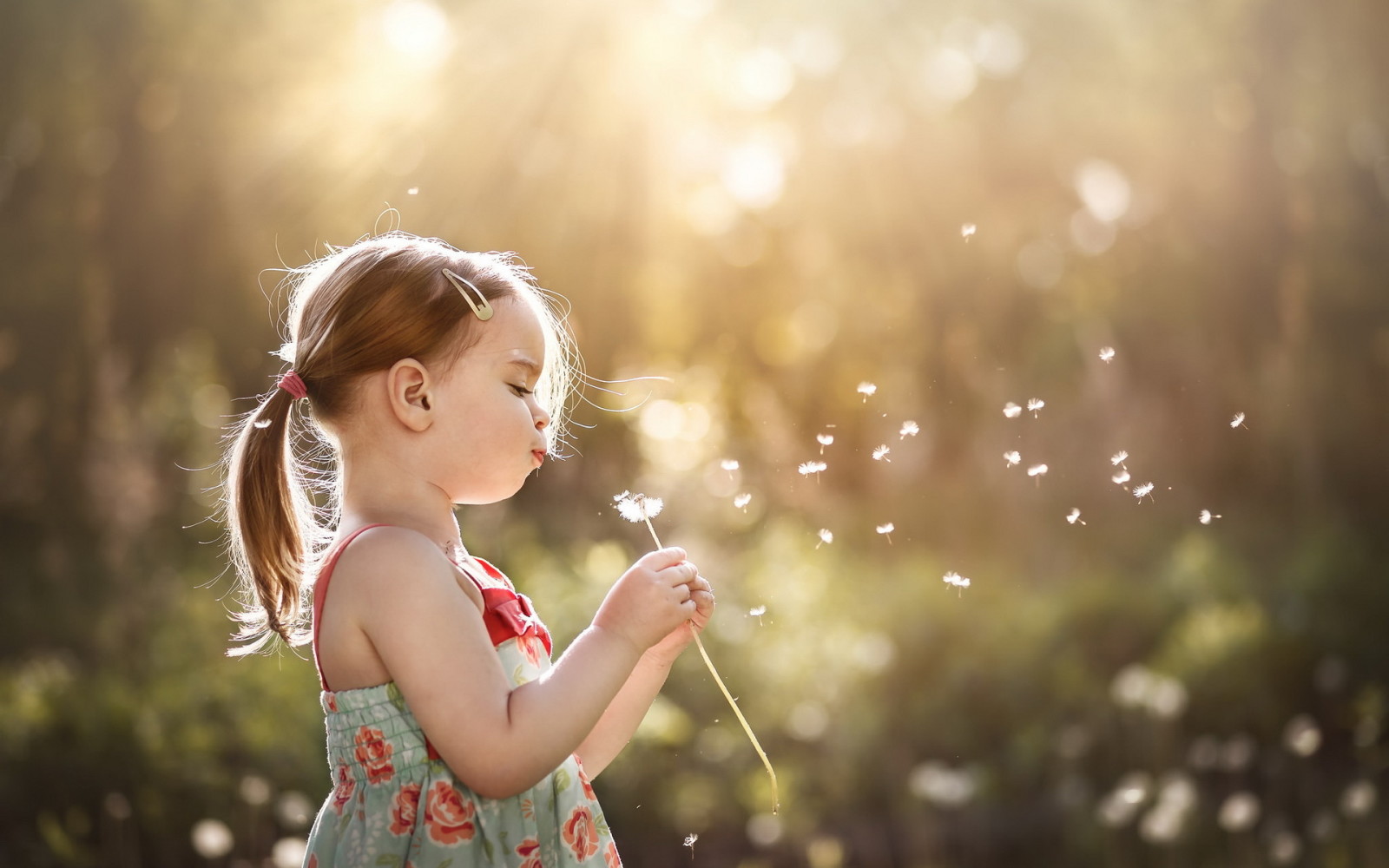 summer, girl, dandelion