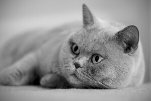 Britanique, chat, yeux, gris