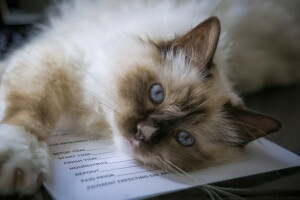 yeux bleus, birman, chat, Regardez, museau, Sacré Birman