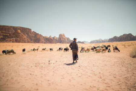 Desert, dry, goats, hills, sand, shadow, shepherd, summer