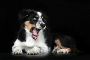 cane, Casa, cucciolo